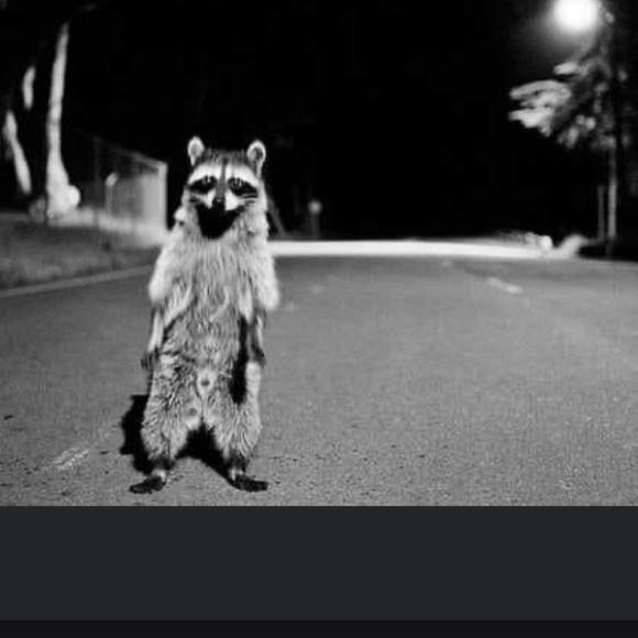 Meet your Posher, Lucero - Picture 1 of 1